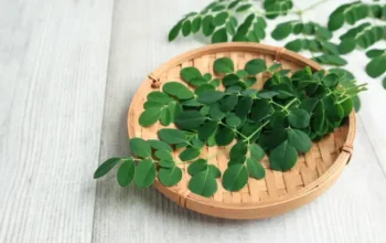 Manfaat Daun Kelor, Daun Ajaib Penambah Imun dan Nutrisi Alami