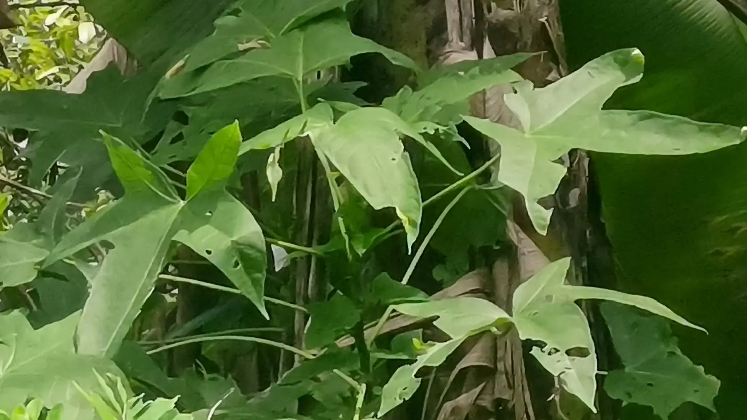 Daun Gedi, Sayur Tradisional yang berkhasiat bagi kesehatan