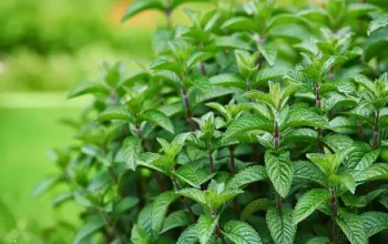 Manfaat Daun Mint Segar, Sehat, dan Kaya Khasiat Alami