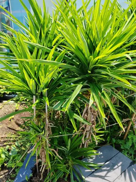 Manfaat Daun Pandan bagi tubuh kita.