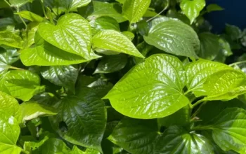 Manfaat Daun Sirih, Ramuan Tradisional untuk Kesehatan Harian