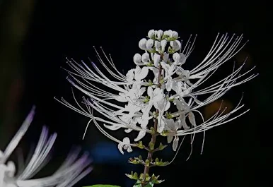 Manfaat tumbuhan kumis kucing untuk kesehatan kita.