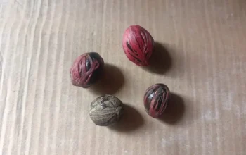 Khasiat Minyak Pala Sitaro, Warisan Leluhur untuk Terapi Kesehatan