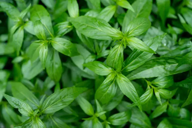 7 Manfaat Sambiloto bagi tubuh kita.