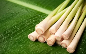 Manfaat Serai untuk Kesehatan, Aroma Segar, Khasiat Luar Biasa