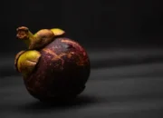 Herbal Kulit Mangiis sangat bermanfaat bagi tubuh kita.