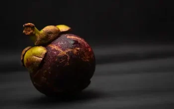 Herbal Kulit Mangiis sangat bermanfaat bagi tubuh kita.