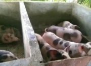 BUMDes Kawahang Kembangkan Peternakan Babi, Dorong Kemandirian Ekonomi Desa