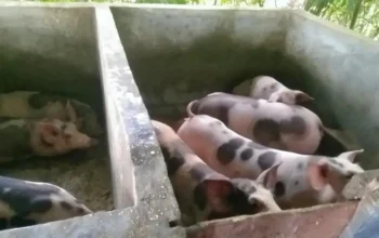 BUMDes Kawahang Kembangkan Peternakan Babi, Dorong Kemandirian Ekonomi Desa