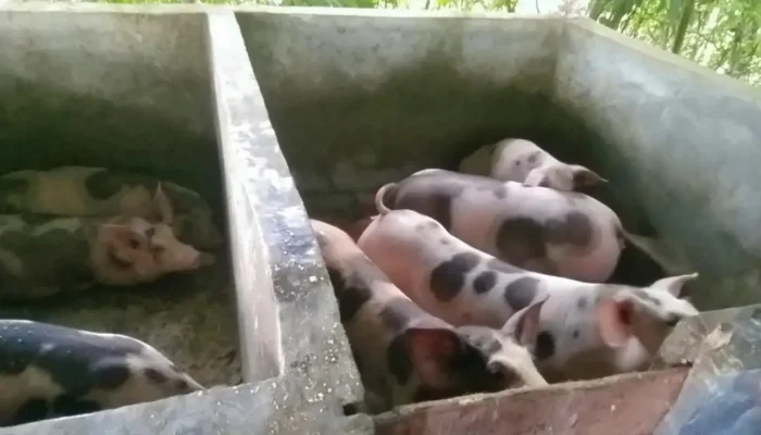 BUMDes Kawahang Kembangkan Peternakan Babi, Dorong Kemandirian Ekonomi Desa