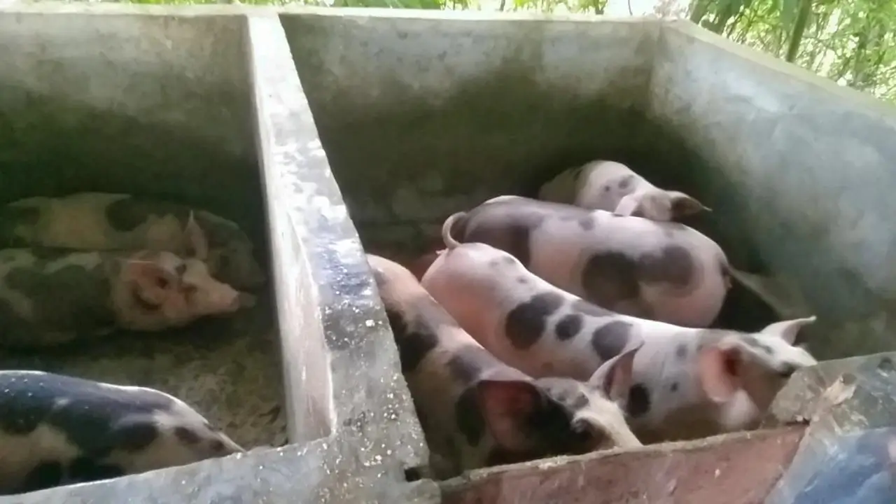 Perternakan Babi Bumdes Kampung Kawahang.