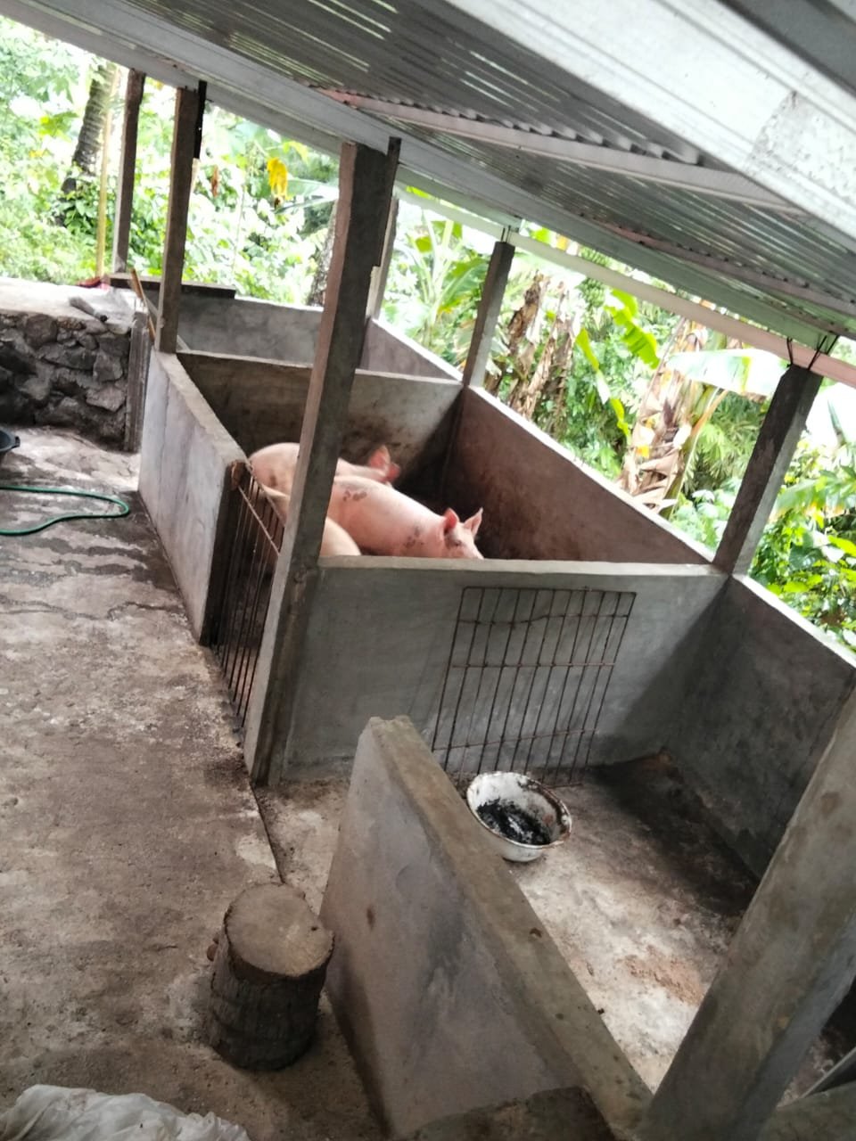 Perternakan Babi di Kampung Kiawang