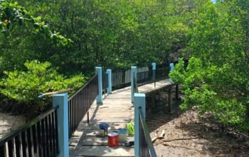 Taman Wisata Mangrove Kapeta Siap Menyambut Para Pelancong, Suguhkan Keindahan Alam yang Memanjakan Mata